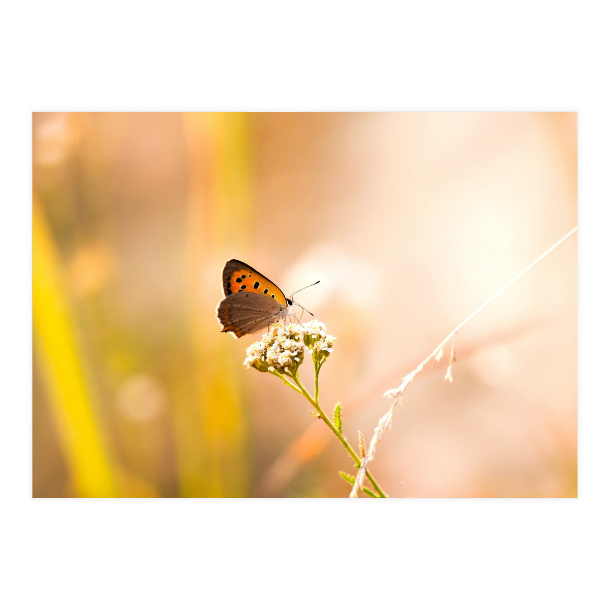 Butterfly (Print Only)