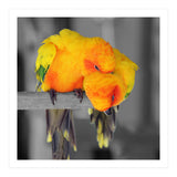 Two sun conures (Print Only) thumbnail