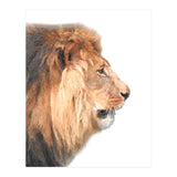 Lion Profile (Print Only) thumbnail