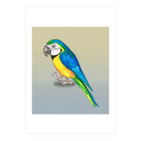Blue and yellow macaw (Print Only) thumbnail