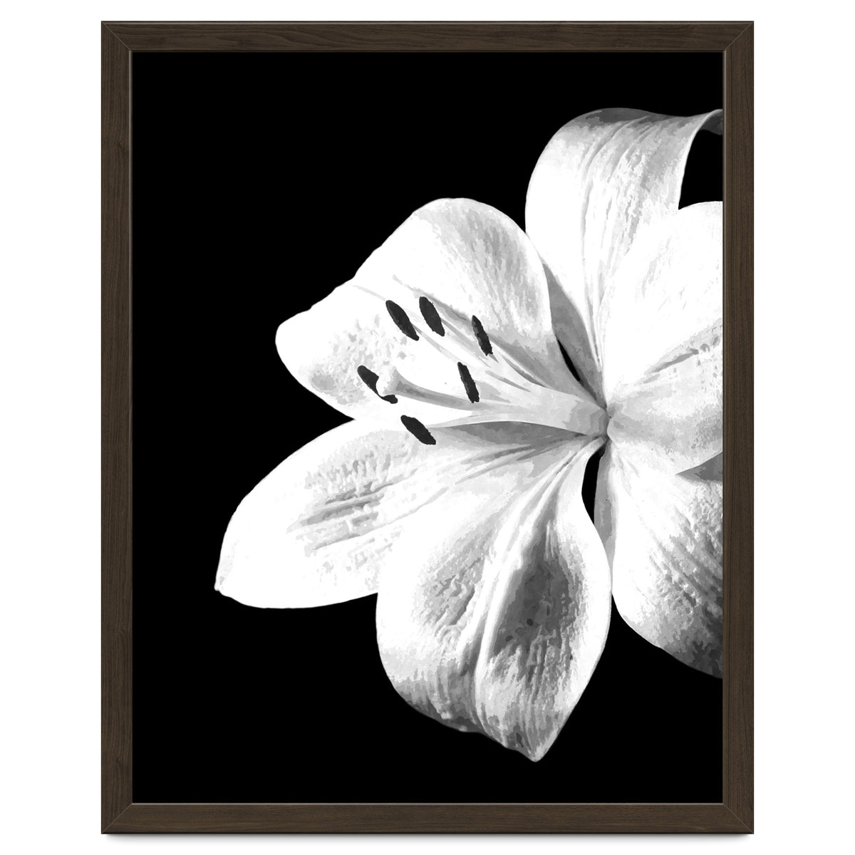 White Lily Black Background