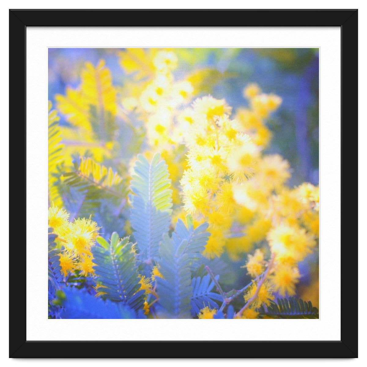 Yellow shiny flowers