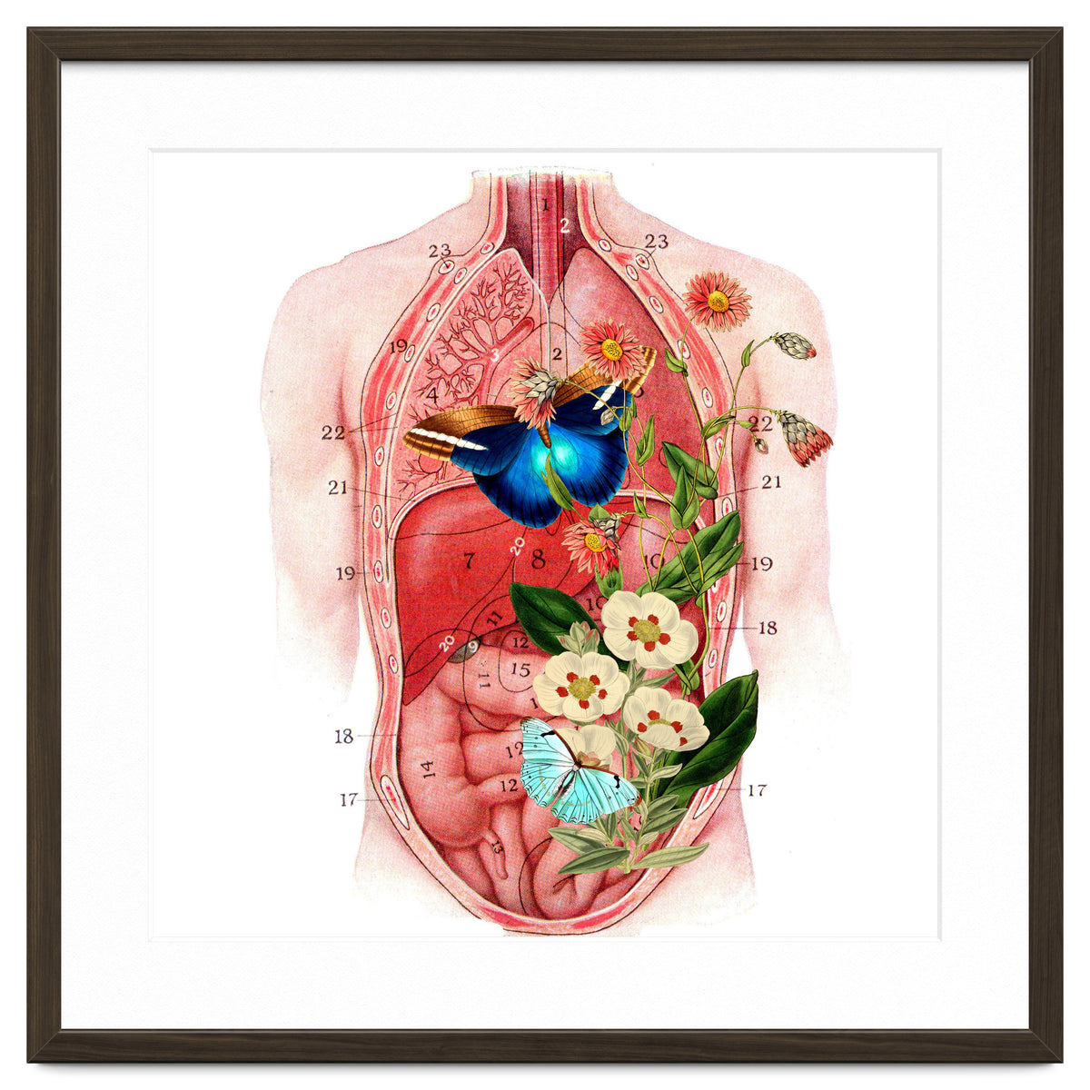 Butterflys In The Belly Makes Flower Grows