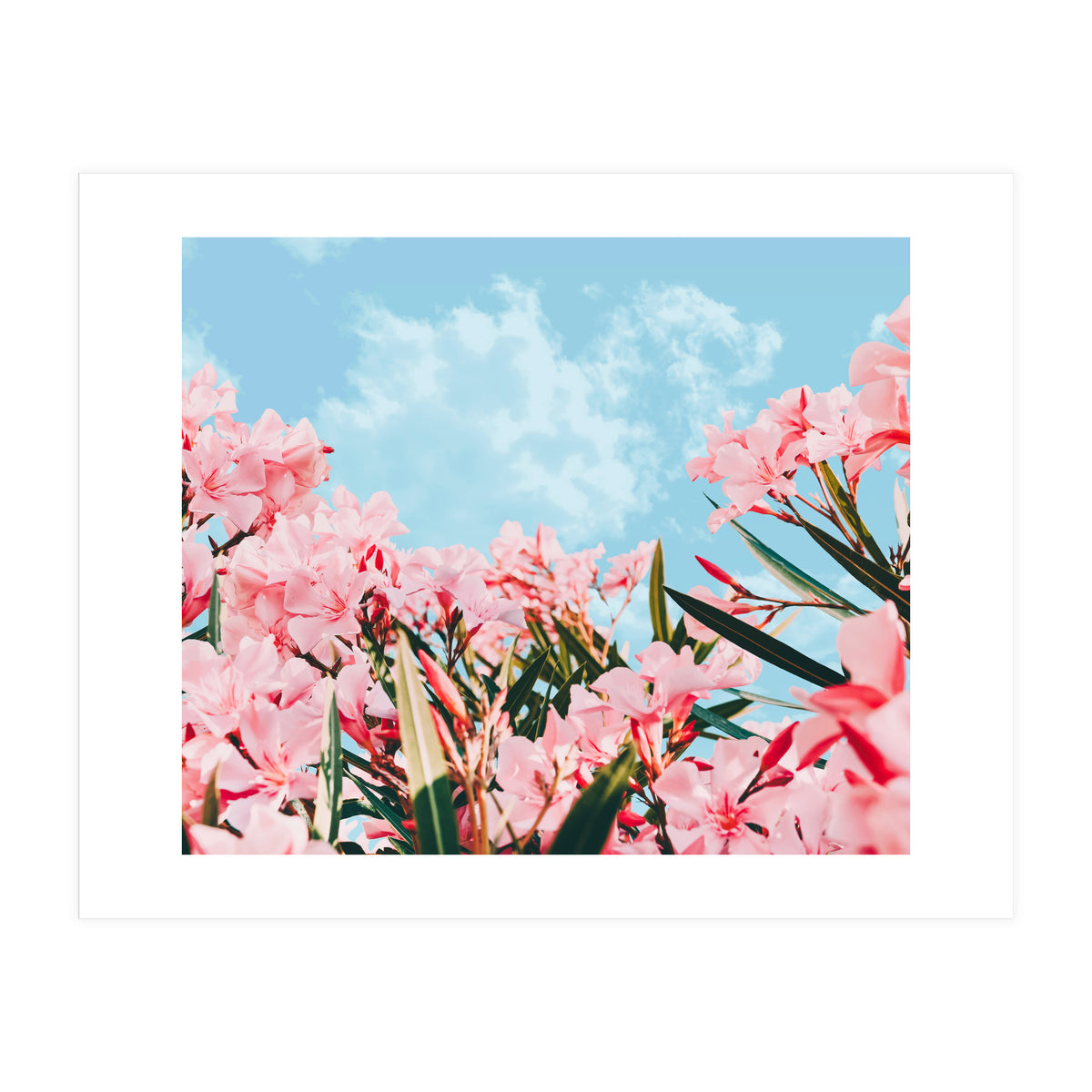 Blush Blossom II (Print Only)