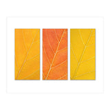Autumn Leaves (Print Only) thumbnail