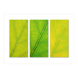 Autumn Leaves (Print Only) thumbnail