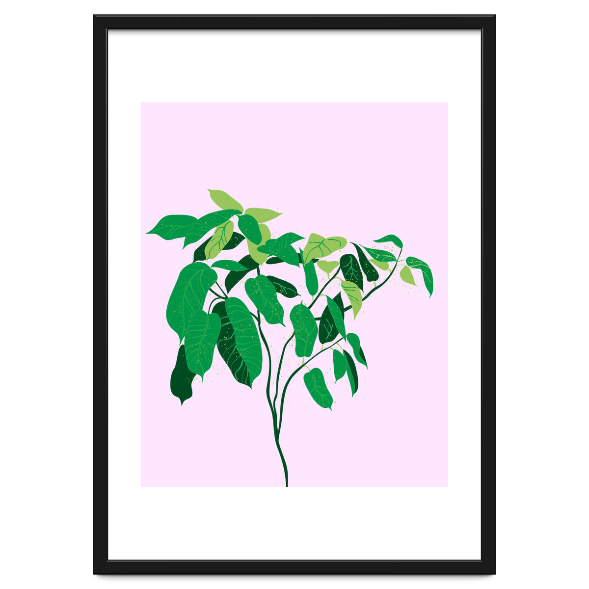 Ficus on Pink Background