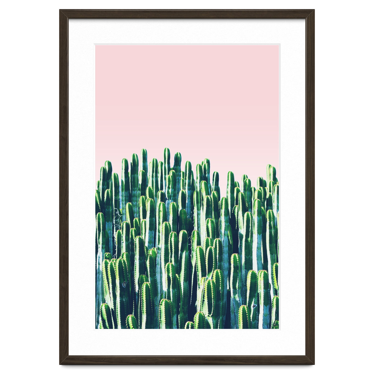 Cactus & Sunset II