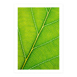 Autumn Leaf (Print Only) thumbnail