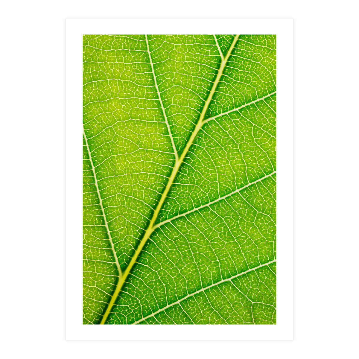 Autumn Leaf (Print Only)