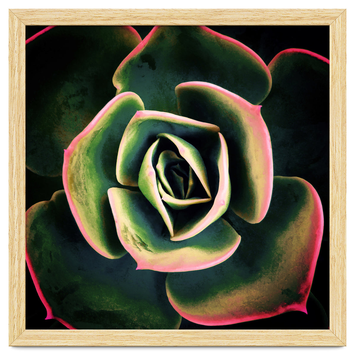 DARKSIDE OF SUCCULENTS XV