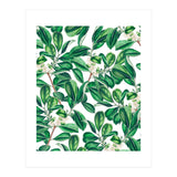 Botanica (Print Only) thumbnail