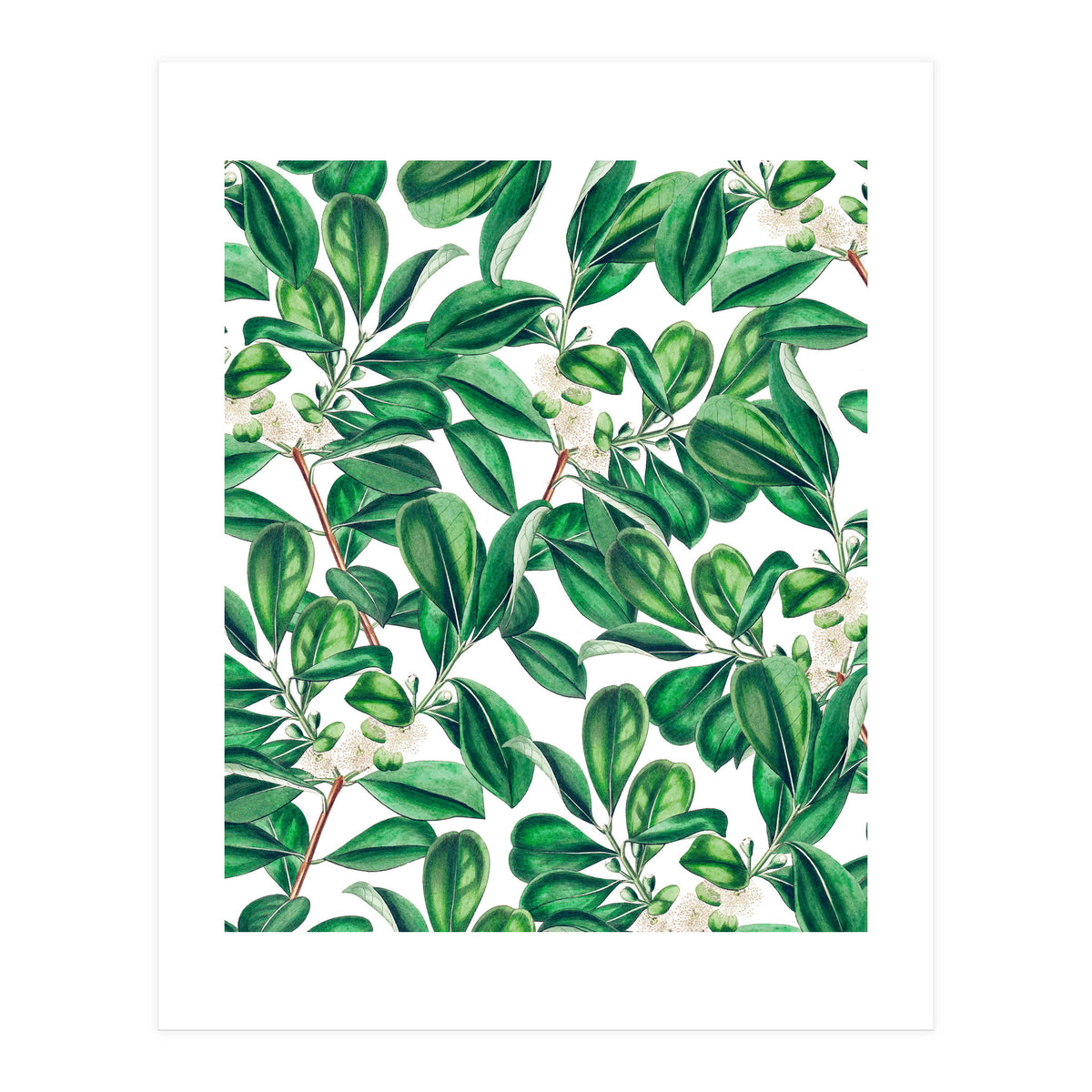 Botanica (Print Only)