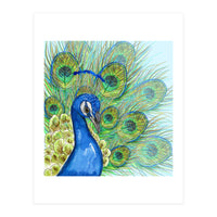 Peacock portrait (Print Only)
