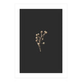 Gold Drops Botanicals (Print Only) thumbnail