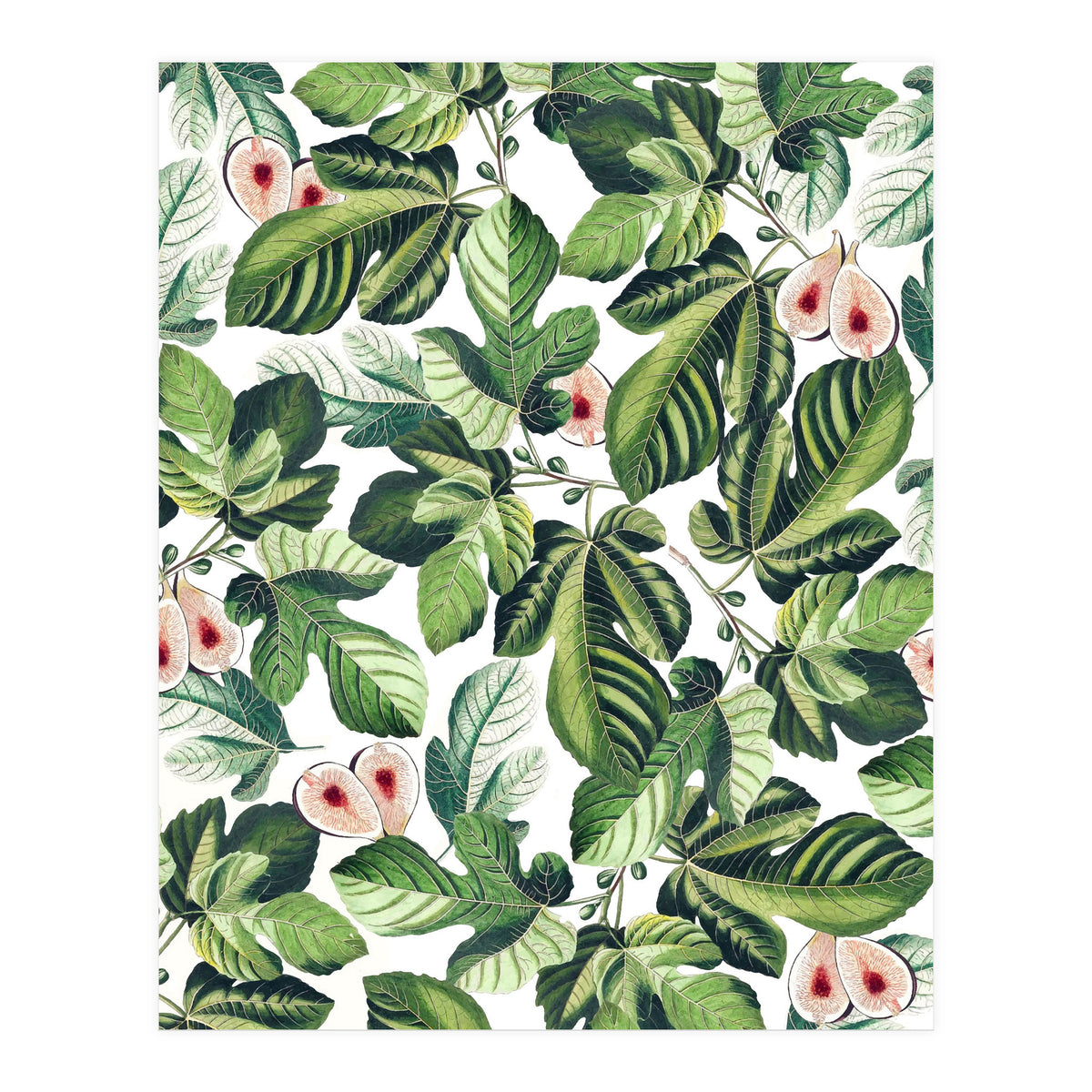 Fig Garden (Print Only)