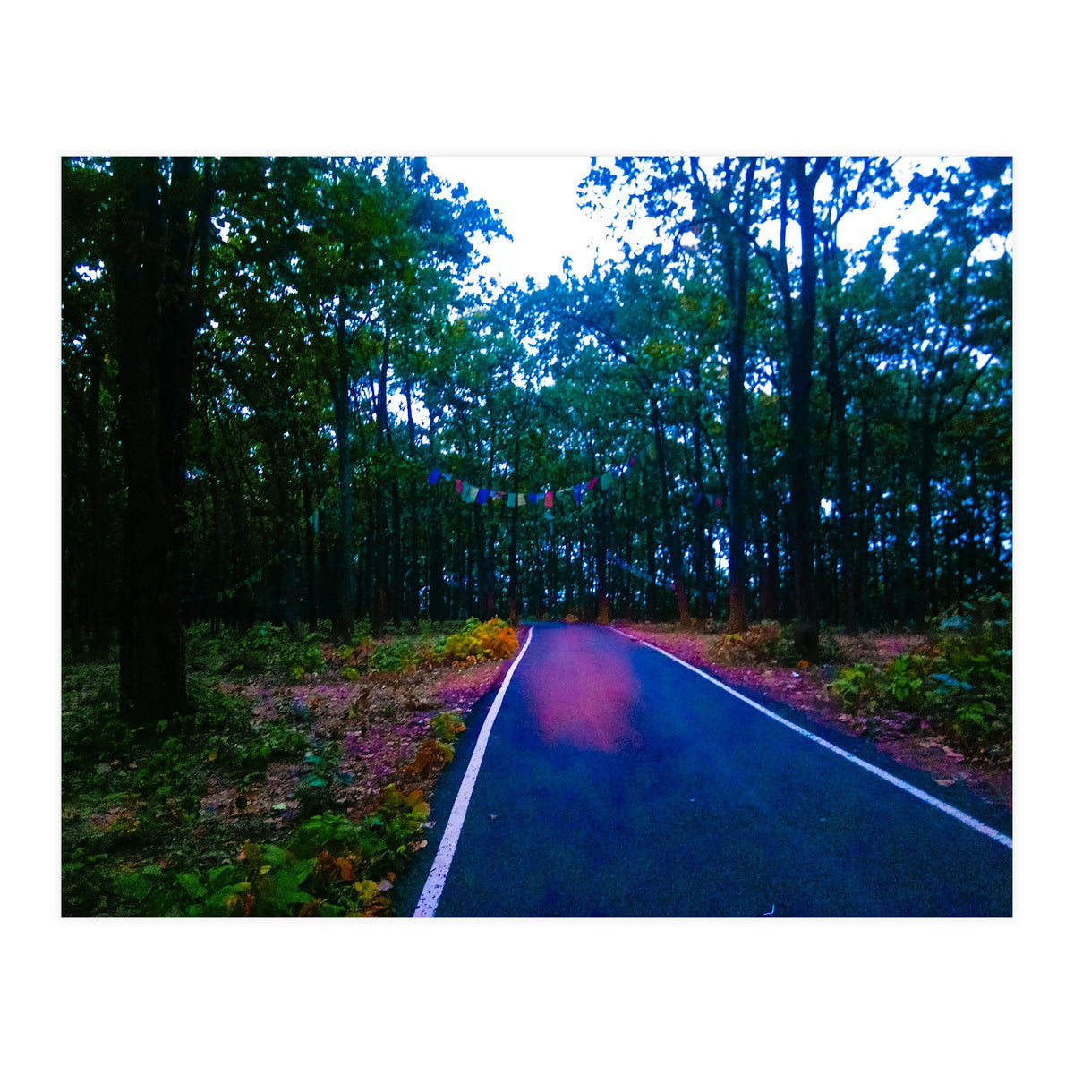 Into The Wild (Print Only)