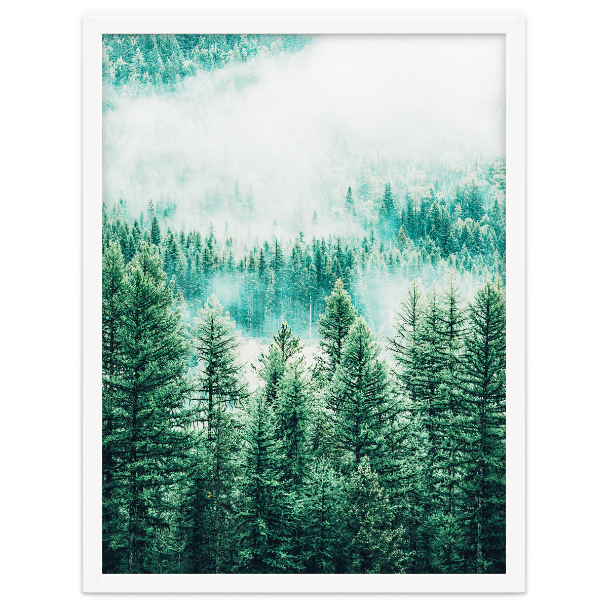 Forest And Fog