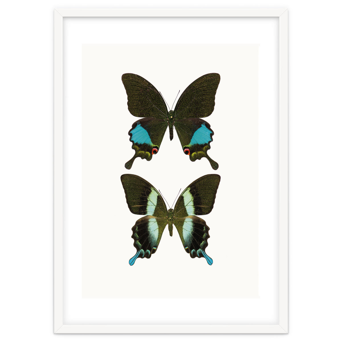 Cc Butterflies 02