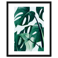 Monstera