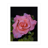 Pink Dew Rose (Print Only) thumbnail