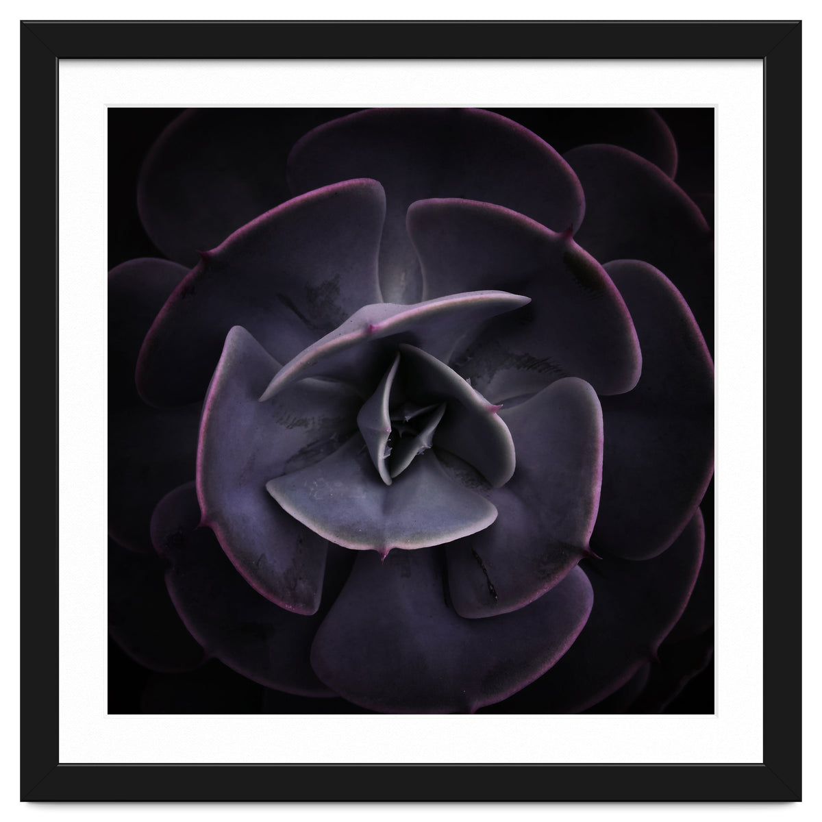 DARKSIDE OF SUCCULENTS VIII