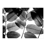 Experiments with Leaves II (Print Only) thumbnail