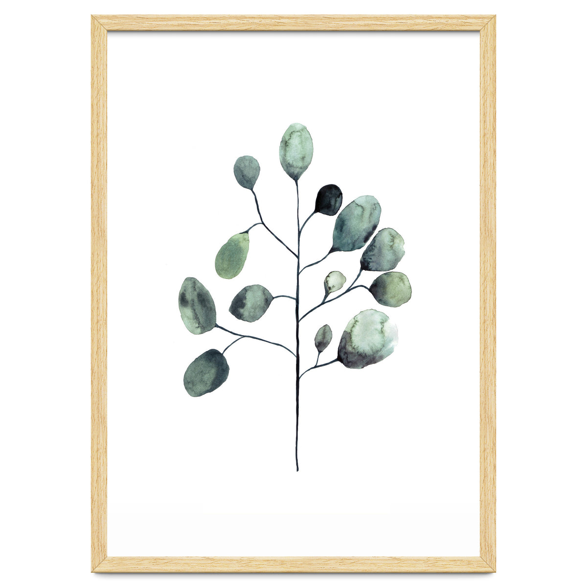 Botanical Illustration Eukalyptus