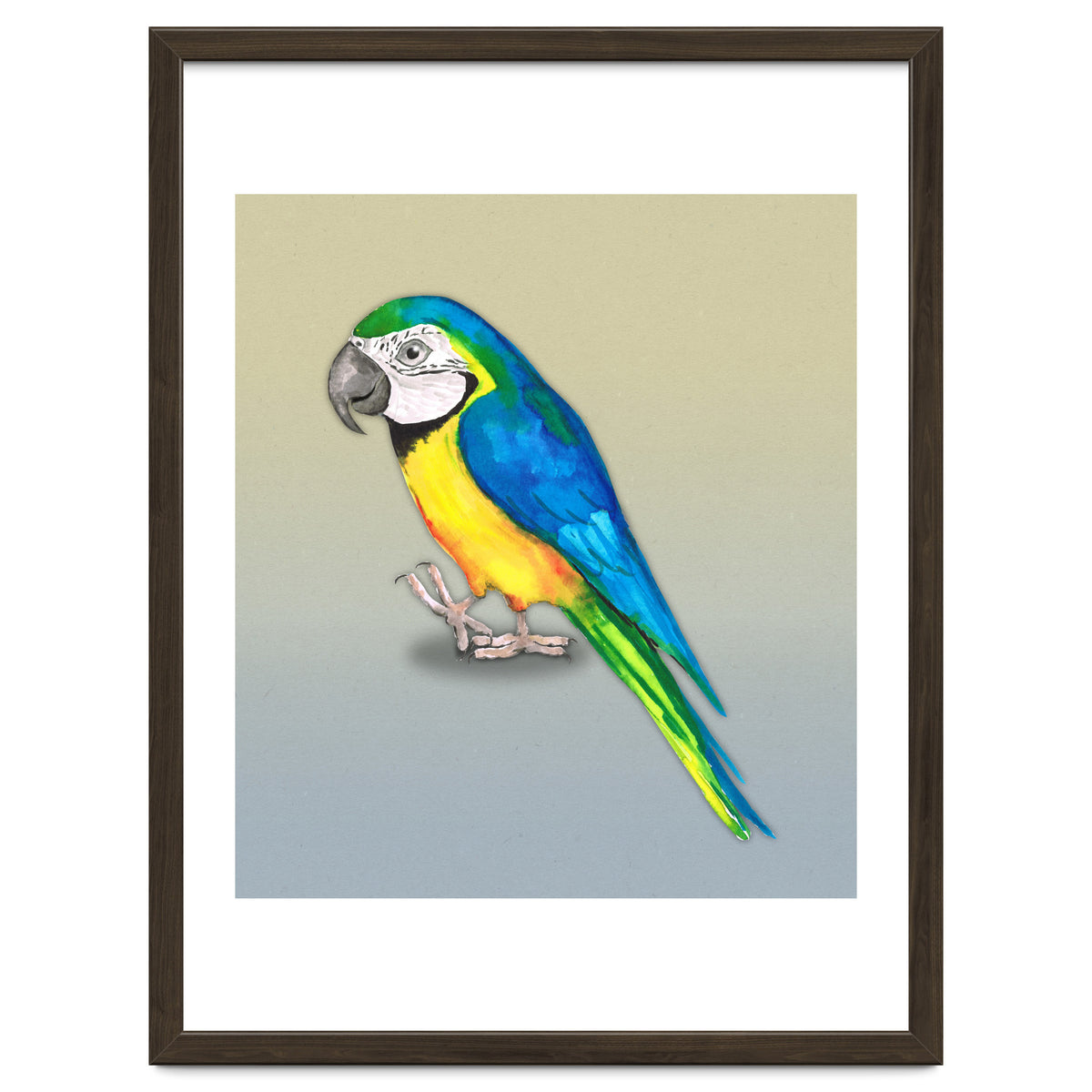 Blue and yellow macaw