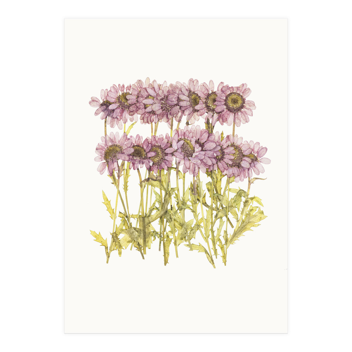 Cc Flower 02 (Print Only)