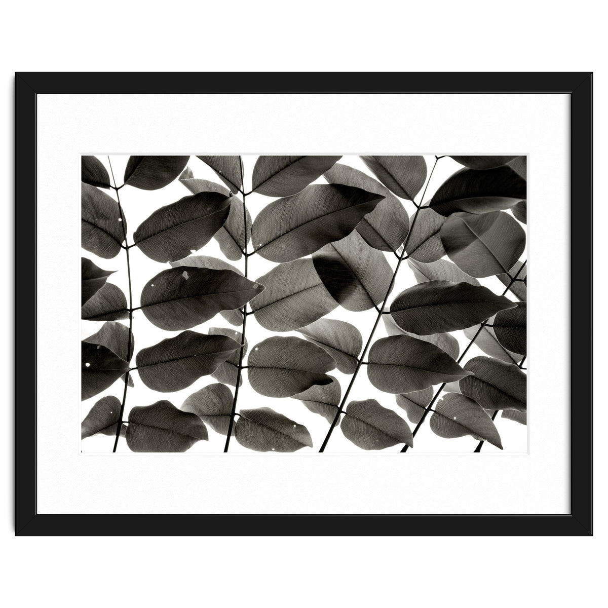 Branches and Leaves I