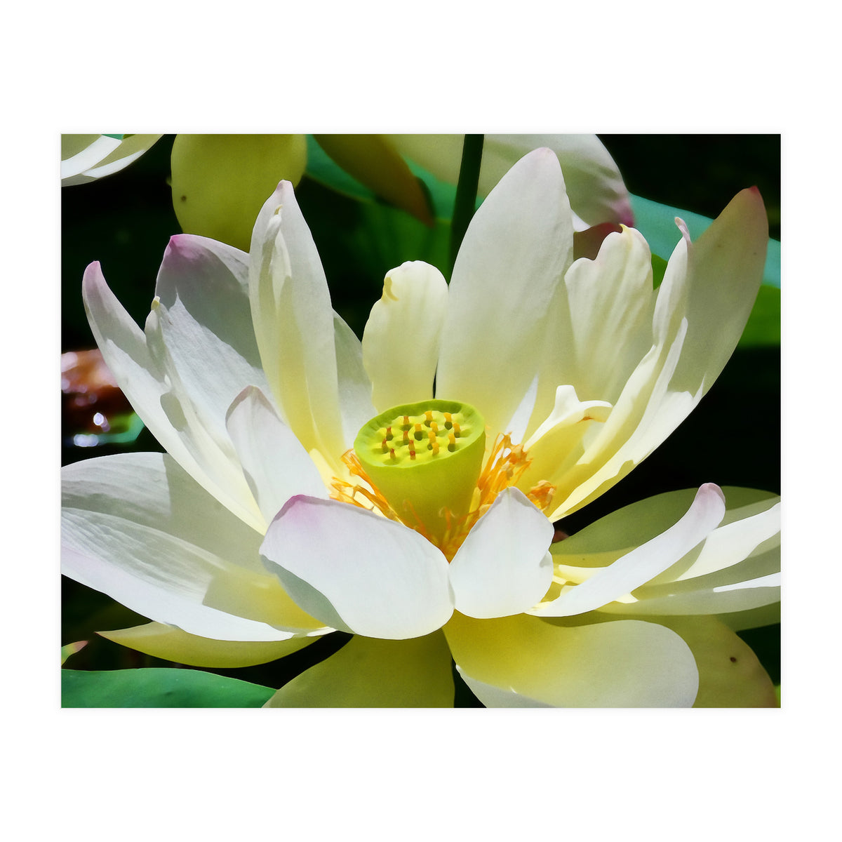 Lotus Flower (Print Only)