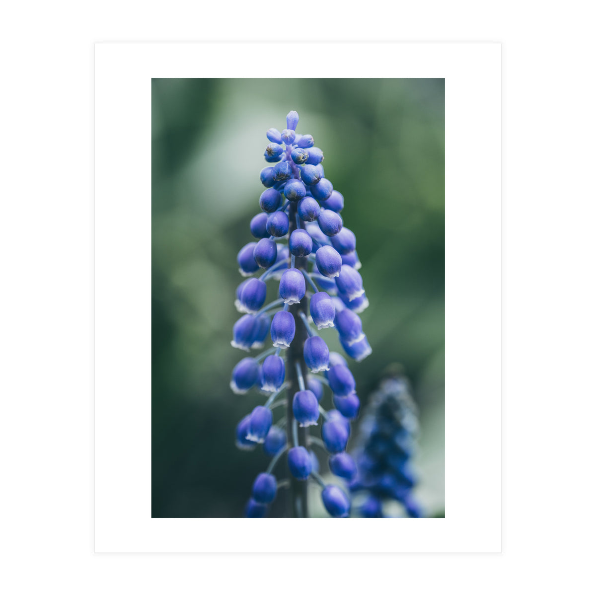 Blue Bells (Print Only)