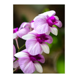 Orchidee (Print Only) thumbnail