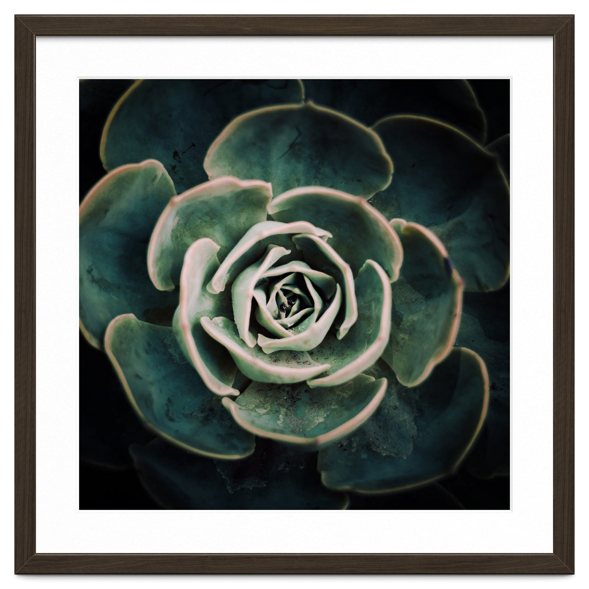 DARKSIDE OF SUCCULENTS IV-A
