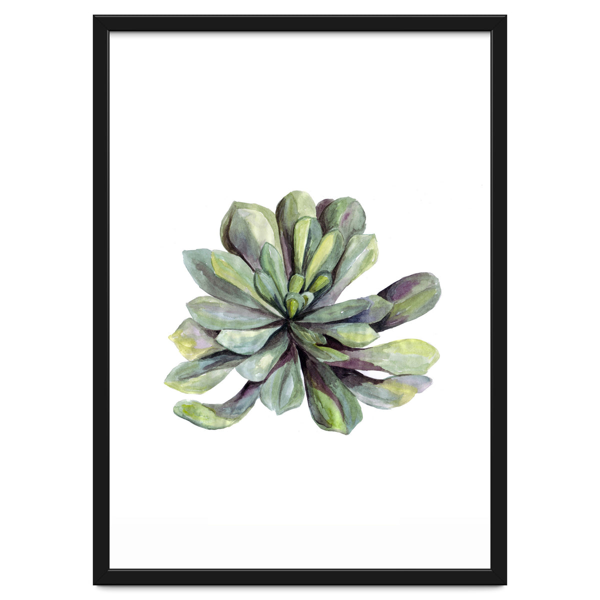 Botanical Illustration Succulent