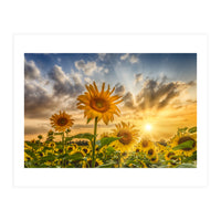 Lovely sunflowers in sunset (Print Only)