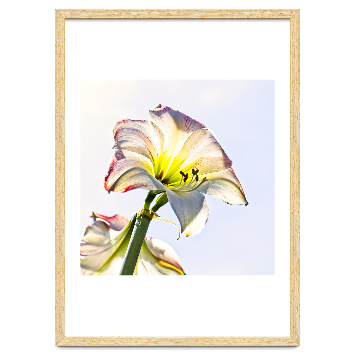 Amaryllis 2