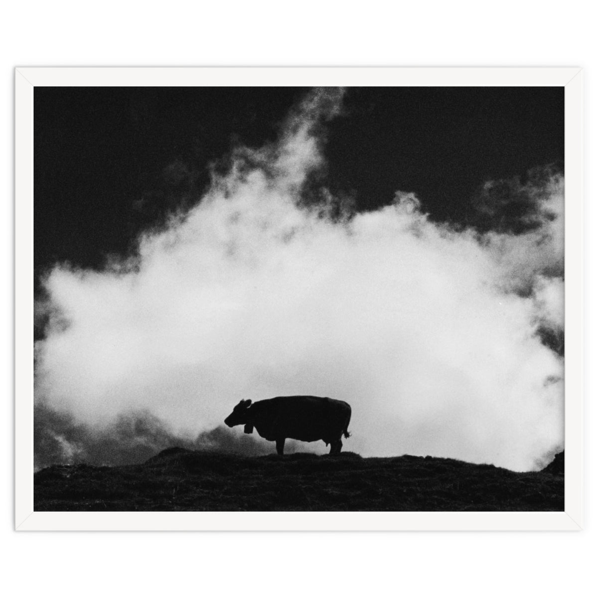 cow and cloud