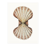 Cc Shell 06 (Print Only) thumbnail