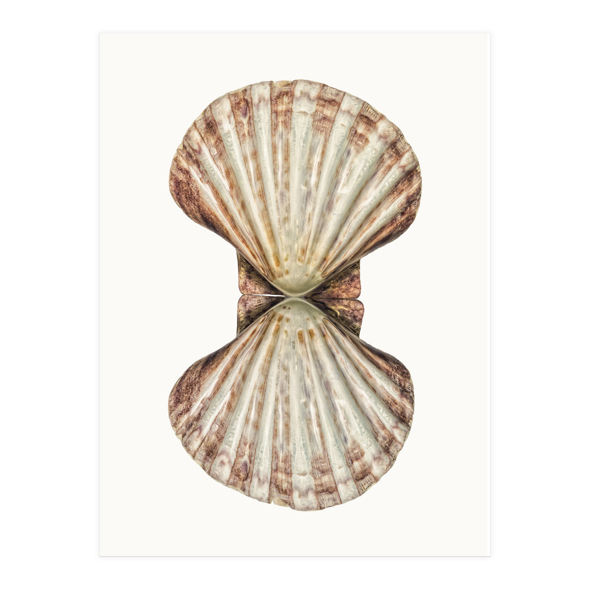 Cc Shell 06 (Print Only)