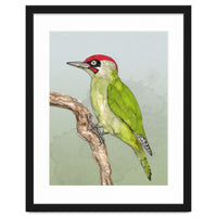 Green woodpecker