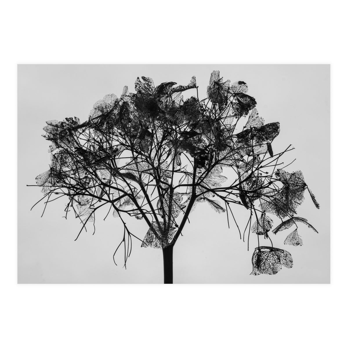 Hydrangea flower head (Print Only)