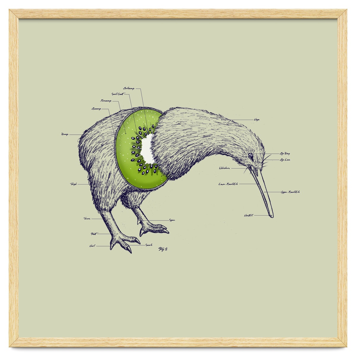 Kiwi Anatomy