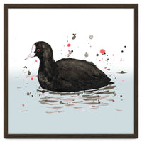 Common coot