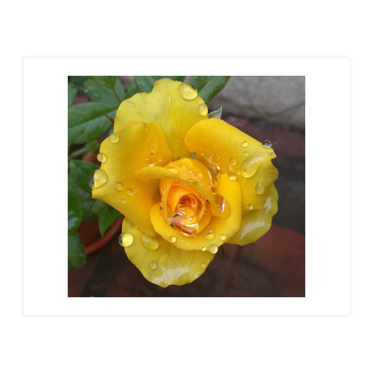 Yellow Rose with Dew Drops (Print Only)