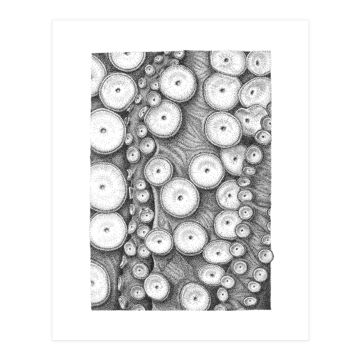 Octopus no. 3 (Print Only)