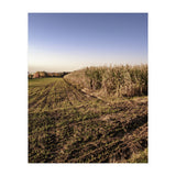 Bucolism 3 (Print Only) thumbnail