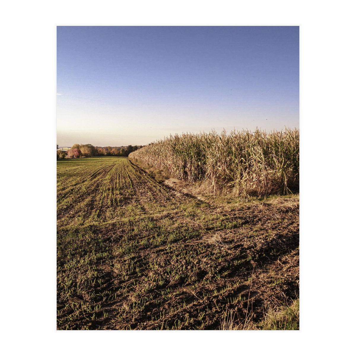 Bucolism 3 (Print Only)