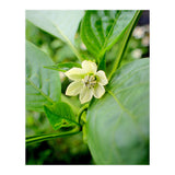 Blossom (Print Only) thumbnail